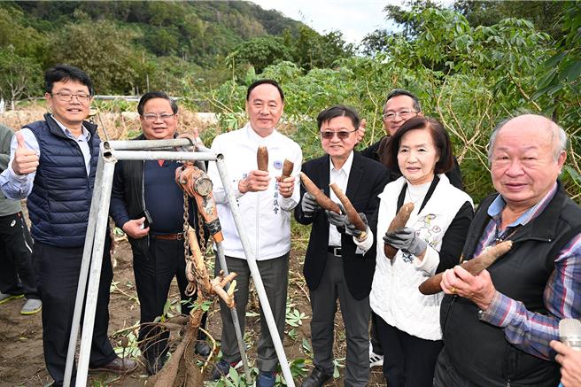 头城镇乌石港有机农业促进区今天举办成立茶会，县长林姿妙（右二）等人一起採收黄金树薯，林姿妙期盼能将有机理念逐步扩及到各乡镇市。（宜兰县政府提供／李忠一宜兰传真）