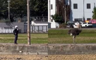 人鳥大戰！烏日鴕鳥「偷溜逛大街」 與警對峙畫面曝光