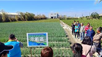 青蔥捲葉炭疽病猖獗 專家揪病因、提解方