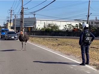 影》烏日鴕鳥二度出逃逛大街 與警對峙10分鐘遭逮捕