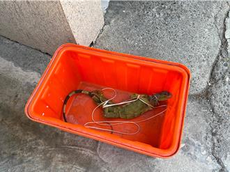 綠鬣蜥入侵東港高中 學生徒手抓蜥引熱議 校方說話了