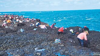 澎湖 姑婆嶼盛會 244人搏浪挽紫菜