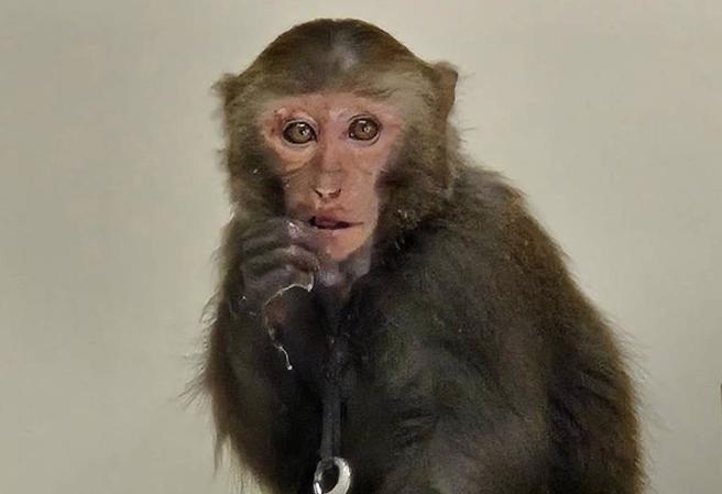 昨日上午桃園市蘆竹區於蘆竹區南青路及大園區高鐵北路三段一帶有台灣獼猴出沒。（桃園市農業局提供）