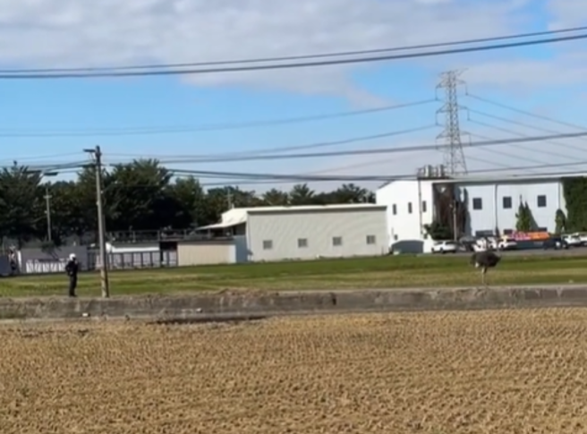 台中乌日有鸵鸟偷溜出来逛大街，警察为了要抓鸵鸟，双方在乡间道路上对峙，形成有趣的画面。（图／网友allan123012授权提供）
