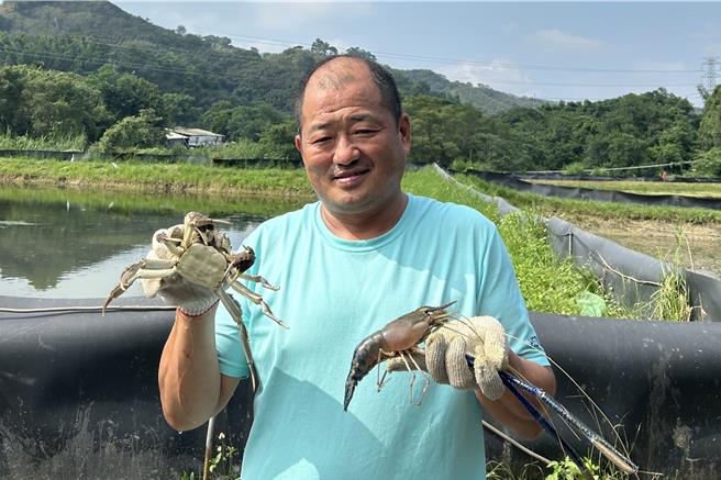 苗栗县蟹农陈石丰自信地说，苗栗的大闸蟹品质完全不输阳澄湖，除了大闸蟹，他还将同样的养殖方式应用于泰国虾，让消费者能吃得更安心。（陈石丰提供／吕丽甄苗栗传真）