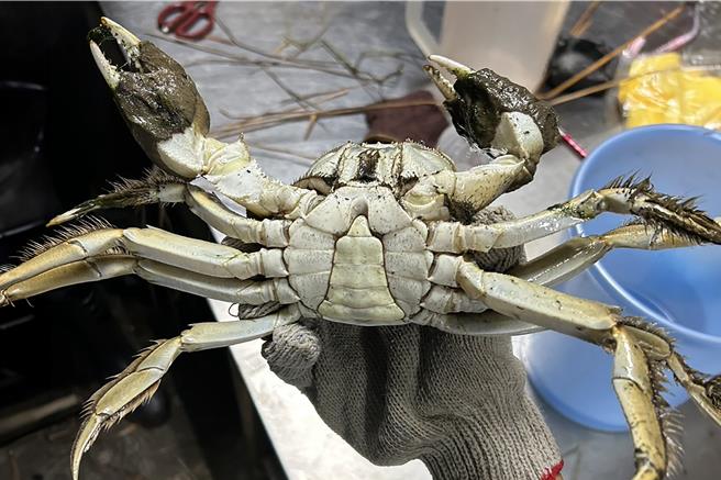 苗栗县蟹农陈石丰自信地说，苗栗的大闸蟹品质完全不输阳澄湖。（陈石丰提供／吕丽甄苗栗传真）