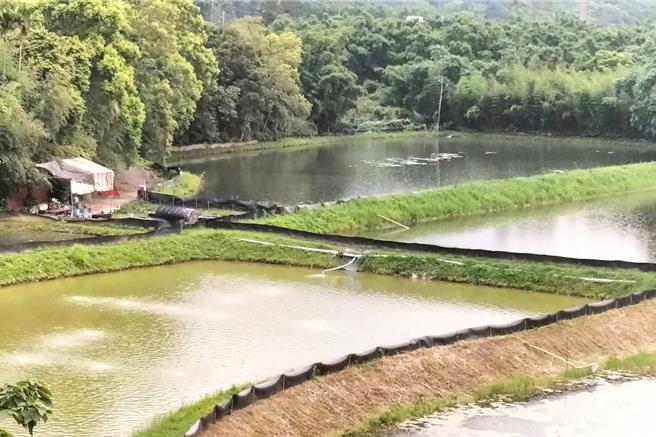 苗栗县蟹农陈石丰坚持走生态养殖的路，将蟹池打造为一个微型生态系统。（陈石丰提供／吕丽甄苗栗传真）