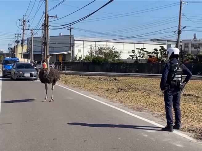 台中市乌日区今年5月才赫见2只鸵鸟沿着溪尾大桥「逛大街」，不料时隔7个月，鸵鸟再度出逃，12日上午霸占庆光路，与警方对峙10多分钟后，最终由吕姓饲主到场与警方合力将鸵鸟带回。（民眾提供／潘虹恩台中传真）