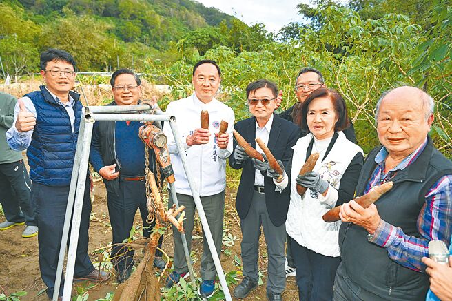 宜兰县头城镇乌石港有机农业促进区11日举办成立茶会，县长林姿妙（右二）体验採收黄金树薯，并期盼能将有机理念逐步扩及到各乡镇市。（宜兰县政府提供／李忠一宜兰传真）