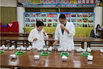 氣候挑戰茶農技術！苗栗東方美人茶評鑑淘汰率15.8％