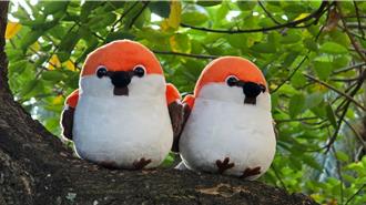 山麻雀瀕臨絕種！全台不到2千隻 林業署促保育推超萌布偶