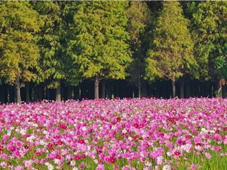 六甲落羽松轉紅 花海盛宴1／18展開 波斯菊、百日草接力綻放