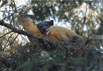 影》直击！玉山黄喉貂上演活春宫 树梢激情大战40分钟