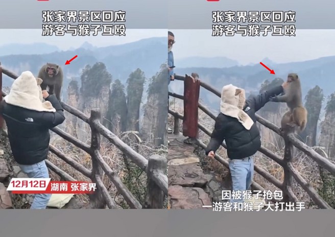 张家界山上猴子偷包包，游客出拳与猴子正面对决。（图／翻摄微博）