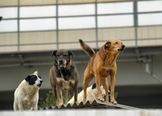 車諾比核災區900隻狗存活 驚人突變！竟對輻射免疫