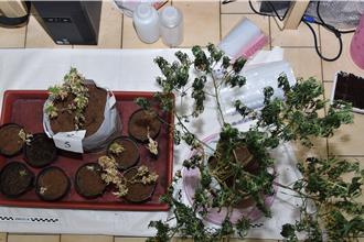 國立大學高材生淪製毒師 警破市價2850萬大麻農場