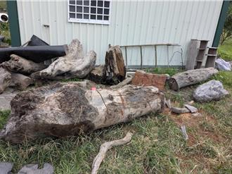 台東男身上藏「喪屍菸彈」被逮 住處還有牛樟與紅檜木慘了