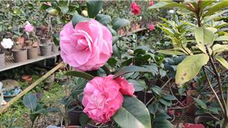 新竹茶花季迎來第21年 1600種茶花品種等你來賞