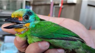 家中閣樓傳叩叩叩怪聲 竟是「台灣森林花和尚」闖入