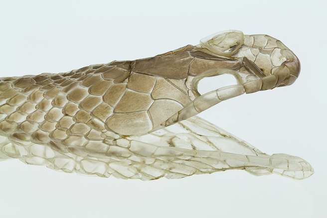 美國一名4寶媽日前在家中發現一張巨大蛇皮，嚇得上網求助。（示意圖：Shutterstock／達志）