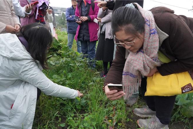 新北市农业局与原民局今（14）日在三峡Lipahak野菜园区办理「原民野趣－野草风味体验课程」。（陈慰慈摄）