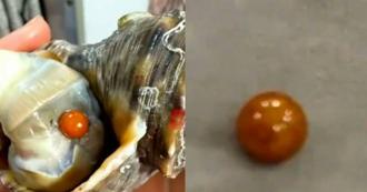 陆女吃到超稀有「珍珠界劳斯莱斯」！5万只海螺只产1颗 比黄金还贵