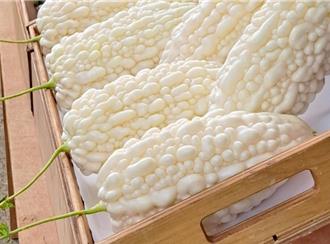 高雄大樹白玉苦瓜產量減4成 每台斤價格飆150元