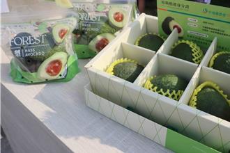 耗時12年試驗種植！嘉縣中埔哈斯酪梨上市 風味更勝進口