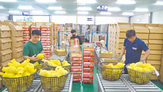 鳳梨釋迦產量腰斬 仍憂陸需求不振