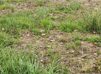 觀山河濱公園雨季泥濘成災遭怨 北市府終要整治了