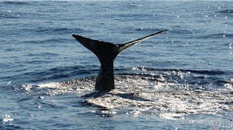 花蓮海域驚喜連連！抹香鯨出沒頻率大增