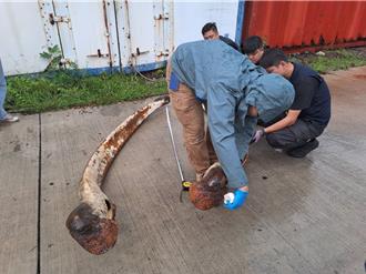 網售保育類鯨魚骨骸 海保署呼籲切勿觸法