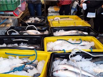 彰化野生烏魚登場！2500尾「先頭烏」引爆搶購熱潮