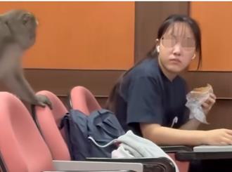 柴山猕猴闯教室旁听微积分 女学生早餐遭抢一脸惊恐