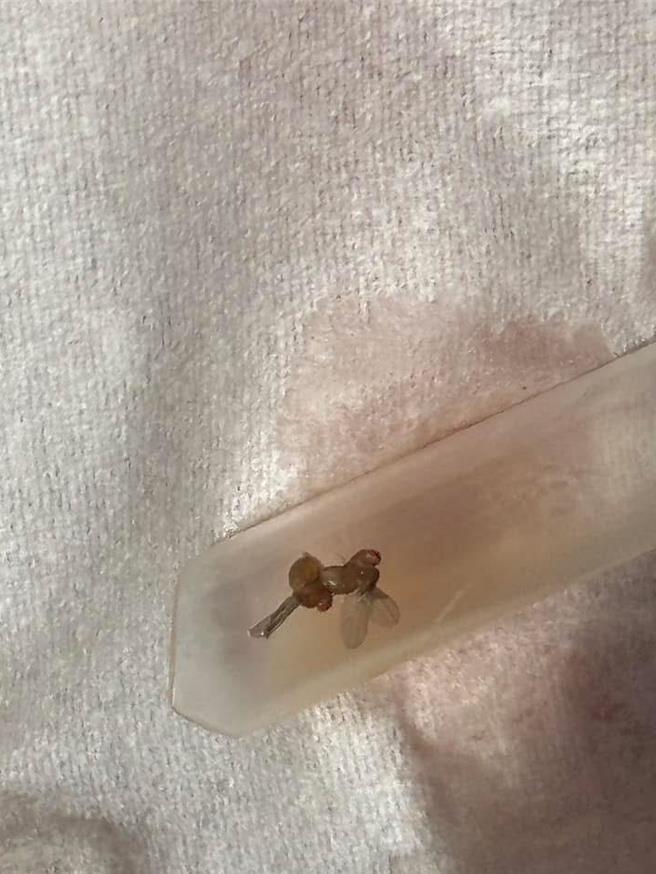 高雄有民眾匿名在网路上爆料，知名老牌红茶楠梓分店饮料内有虫。（画面翻摄脸书社团高雄大小事／纪爰高雄传真）