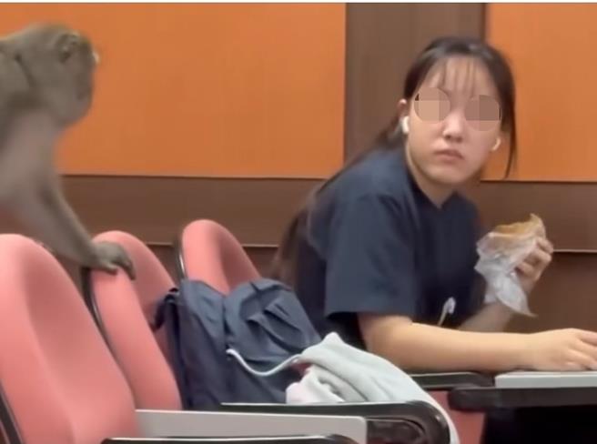 被猕猴抢早餐的女学生看到猕猴眼睛盯着她的早餐，双方互看凝视数秒。（翻摄爆料公社／郭良杰高雄传真）