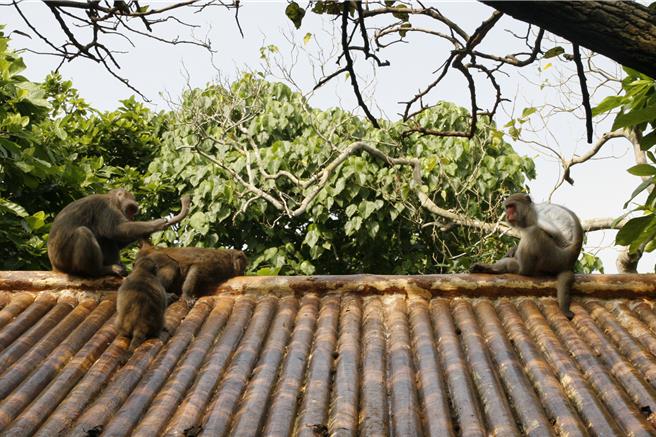 中山大学校园周围及柴山上到处可见群聚的猕猴。（本报资料照片／郭良杰高雄传真）