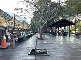 台中潭雅神綠園道4欒樹枯萎移除 地方盼重現綠蔭