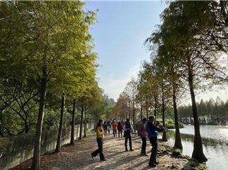 桃園大溪月眉人工溼地落羽松換裝 大批人潮湧入 交管出爐