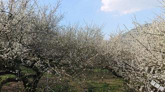 台中梅花季來臨！福興里梅花森林、隧道成打卡熱門景點