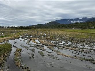 台東池上稻田積水不退 農民憂影響一期稻 觀光花海恐消失