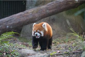 雙城論壇》北市動物園將以黑腳企鵝  交換上海小貓熊