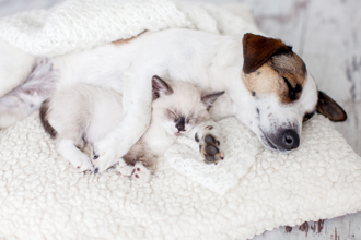 寵物貓也要強制植晶片登記 明年元旦起實施 後年開罰