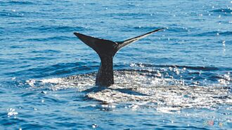 花蓮抹香鯨活躍 目擊率1成7