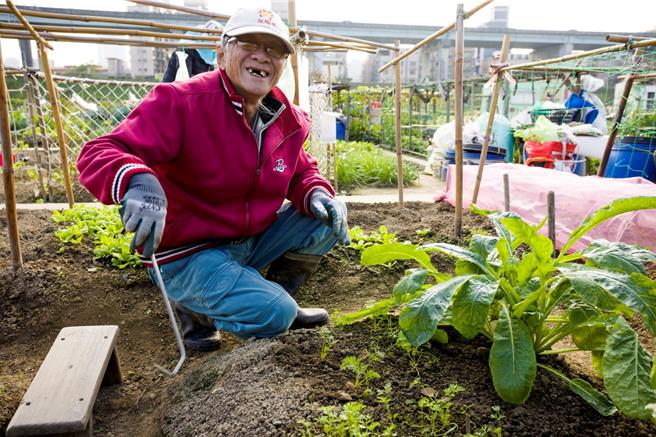 阿伯在农园里开心种植。（高滩处提供）