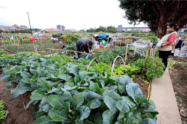 农民细心照料蔬菜。（高滩处提供）