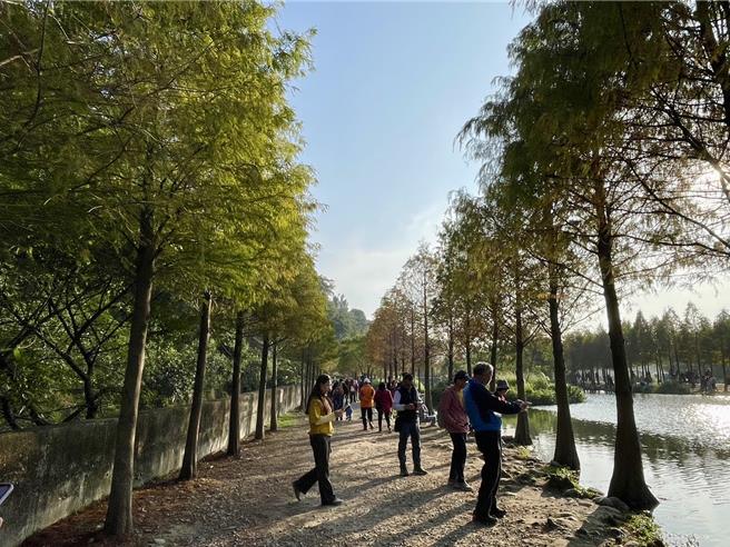 桃園市大溪月眉人工溼地落羽松吸人潮，警方交管。（呂筱蟬攝）