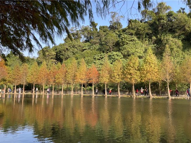 桃園市大溪月眉人工溼地落羽松吸人潮，警方交管。（呂筱蟬攝）