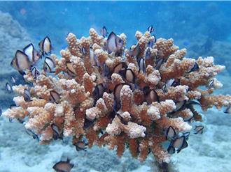 小琉球珊瑚覆蓋率全台最低 推綠色旅遊、出借環保餐具