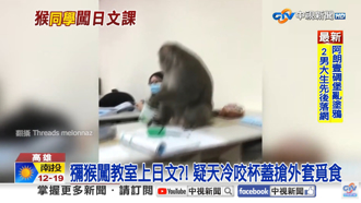 影／出勤率比學生還高！獼猴又闖中山大學「日文課」 怒搶外套狂奔